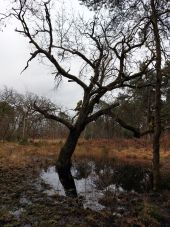 Point d'intérêt Fontainebleau - G - Chêne pédonculé - Photo 1