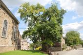 Point of interest Jalhay - The old oak of Sart village square  - Photo 1