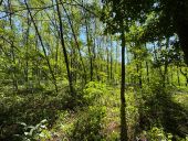 Point d'intérêt Saint-Martin-du-Lac - Bois d’acacias  - Photo 1