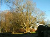 Point of interest Spa - The old elm of Berinzenne - Photo 1