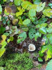 Punto de interés Hermeray - Champignons  - Photo 1