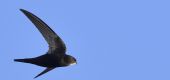 Point d'intérêt Lambesc - Zone nidification martinets noir - Photo 1