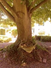 POI Ham-sur-Heure-Nalinnes - L'arbre - Photo 1