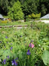 Punto di interesse Ottignies-Louvain-la-Neuve - Fleurs sauvages à proximité de la fontaine - Photo 1