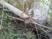 Point d'intérêt Orée-d'Anjou - Traces possibles d'habitats de castors - Photo 1