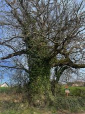 POI La Gresle - Châtaignier de La Néva - Photo 1