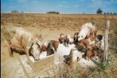 Punto di interesse Meix-devant-Virton - La Ferme de Rosière à Houdrigny - Photo 15