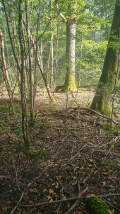 Point d'intérêt Lumigny-Nesles-Ormeaux - pied de mouton  - Photo 1