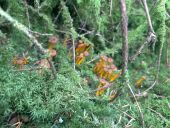 Point d'intérêt Plœuc-L'Hermitage - Chanterelles en tubes  - Photo 1