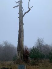 Point d'intérêt Fontainebleau - Chêne Jupiter - Photo 1