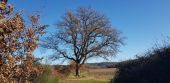 Point d'intérêt Flassans-sur-Issole - Grand Chêne - Photo 2