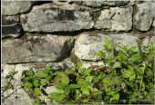 POI Villers-Saint-Frambourg-Ognon - ruines gallo Romaine Chamant Ognon - Photo 1