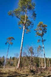 Punto di interesse Meix-devant-Virton - Réserve naturelle de La Cawette - Photo 4