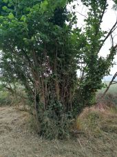 Punto di interesse Moult-Chicheboville - 🐸 1#16 - Entre Plaine et Marais à Chicheboville🌿 - Photo 1