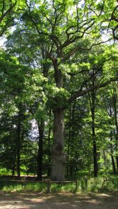 Point d'intérêt Saint-Crépin-aux-Bois - Point 18 - Photo 2