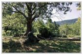 Point d'intérêt Estoublon - Frêne des ruines du Château de Trevans - Photo 2