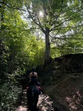 Punto de interés Saint-Hubert - Hêtre du Canyon - Photo 2