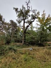 POI Fontainebleau - Chêne Lantara - Photo 1