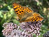 Point d'intérêt Arcon - Fritillaire sur Eupatoire chanvrine - Photo 1