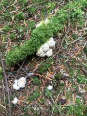 Point d'intérêt Plœuc-L'Hermitage - Pieds de moutons 2 - Photo 1