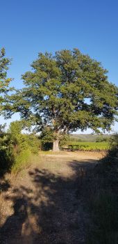 Point d'intérêt Flassans-sur-Issole - Grand Chêne - Photo 1