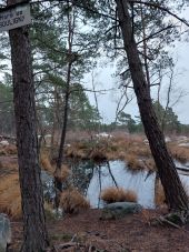 Point d'intérêt Fontainebleau - Mare de Bouligny  - Photo 1