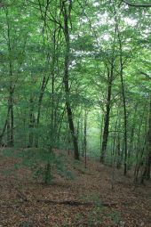 POI Étalle - Dent de Chien à Buzenol - Photo 7