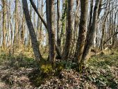 Punto di interesse Saint-Hilaire-sous-Charlieu - Unnamed POI - Photo 1