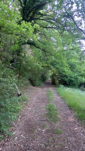 Punto di interesse Massegros Causses Gorges - clairière embranchement suivre balise  - Photo 2