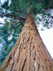 Point d'intérêt Le Hohwald - arbre remarquable  - Photo 1