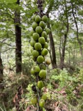 POI Saou - Asphodèle porte-cerise fruit en formation - Photo 1