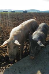 Punto de interés Meix-devant-Virton - La Ferme de Rosière à Houdrigny - Photo 2