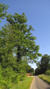 Point d'intérêt Saint-Crépin-aux-Bois - Point 9 - Photo 1