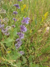 Point d'intérêt Vaison-la-Romaine - Sauge verticillée - Photo 1