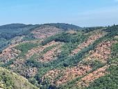 Point d'intérêt Arcon - Sécheresse : effets sur forêt  - Photo 1