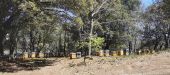 Punto de interés Les Mayons - Nombreuses ruches trés actives - Photo 1