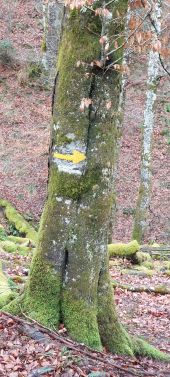 Point d'intérêt Bagnères-de-Bigorre - FLECHE VERS COT DE GER CONTINUER - Photo 1