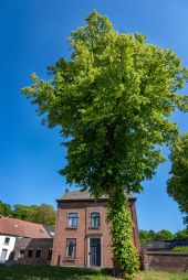 Point d'intérêt Court-Saint-Étienne - Arbre du Centenaire - Photo 1