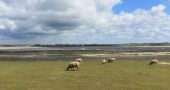 Point d'intérêt Agon-Coutainville - Les moutons de prés-salés - Photo 1