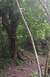 Punto di interesse Viala-du-Tarn - sentier montant à l'arbre  - Photo 1