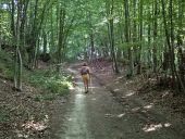 POI Gembloux - Vue est dans le bois de Chenémont - Photo 1