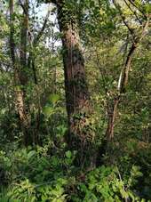 POI Moult-Chicheboville - 1#7 - Entre Plaine et Marais à Chicheboville - Photo 1