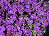 Point d'intérêt Cherier - Aubriète en parterre - Photo 1