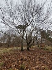 Point d'intérêt Fontainebleau - E - Alisier de Fontainebleau - Photo 1