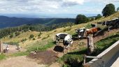 Punto di interesse Wasserbourg - Vue depuis la ferme auberge du Buchawald - Photo 1