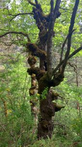 Punto di interesse Gorges du Tarn Causses - face à Pougnadoires - Photo 7