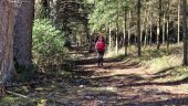 Punto de interés Chaveroche - L'allée des sapins - Photo 1