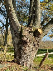 Point d'intérêt Saint-Hilaire-sous-Charlieu - Arbres têtards - Photo 1