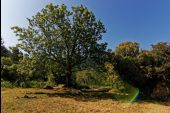 Point d'intérêt Estoublon - Frêne des ruines du Château de Trevans - Photo 1