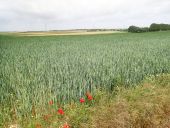 Punto de interés Genappe - Vue nord dans le Chemin de la Longresse Haye - Photo 2